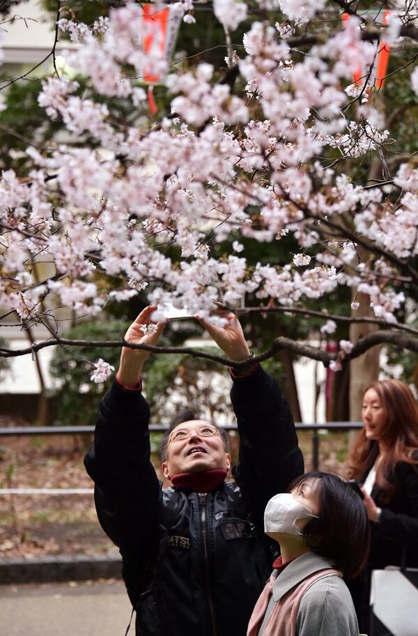 Мужчина фотографирует цветущую сакуру в парке Токио, Япония