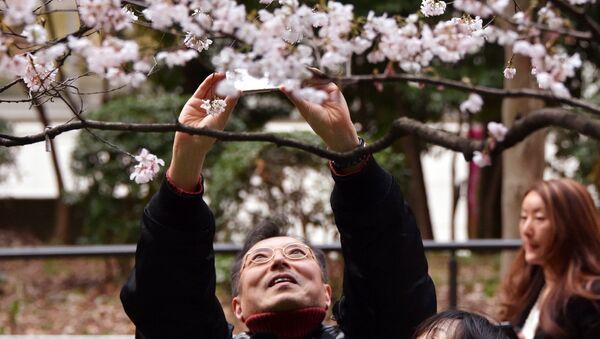 Мужчина фотографирует цветущую сакуру в парке Токио, Япония. 23 марта 2014