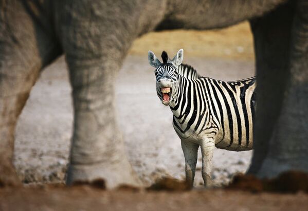 Зебра видна сквозь ноги слона в заповеднике Этоша, Намибия