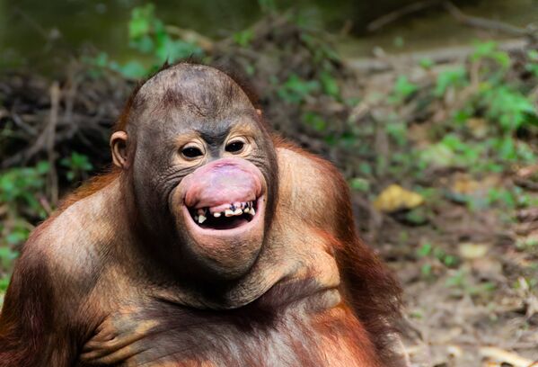 Портрет улыбающегося орангутана