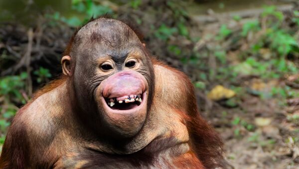 Портрет улыбающегося орангутана
