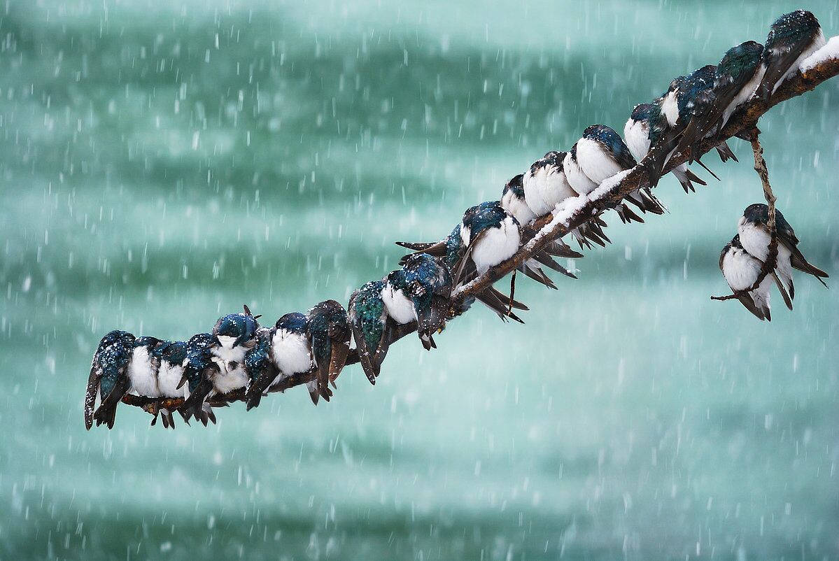 Ласточки Ласточки - РИА Новости, 1920, 17.11.2025