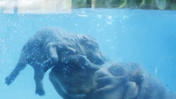Новорожденный детеныш бегемота учится плавать
