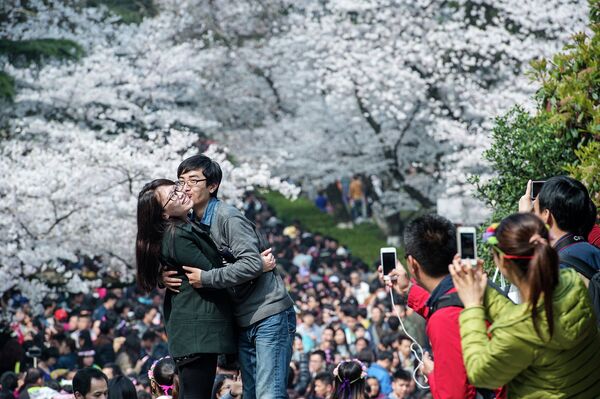 Пара позирует на фоне цветущей сакуры в Ухане, Китай. Март 2015