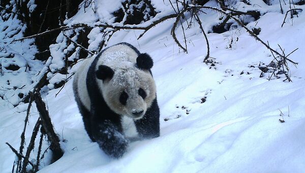 Панда в заповеднике Волун в зимний сезон. Архивное фото