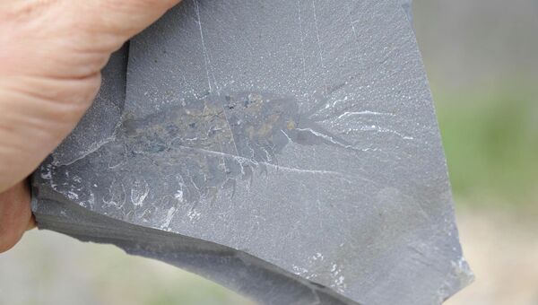 Отпечаток тела гигантской усатой креветки, найденной в западной Канаде