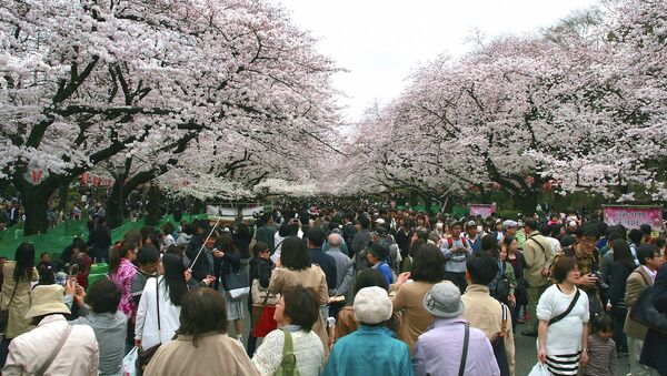 Цветение сакуры в парке Уэно в Токио, Япония. Архивное фото