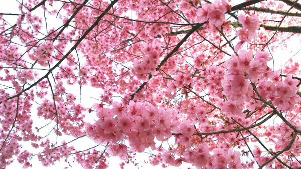 Цветение сакуры в парке Синдзюку-Гёэн в Токио, Япония