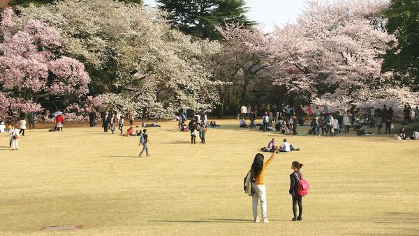 Цветение сакуры в парке Синдзюку-Гёэн в Токио, Япония. Архивное фото