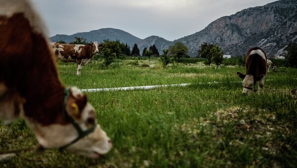 Коровы на ферме в провинции Мугла, Турция
