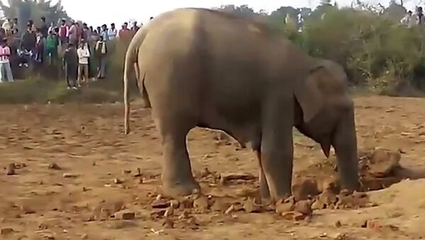 Мама-слониха в течение 11 часов пыталась вытащить детеныша из ямы
