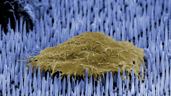 Клетки человеческой кожи на поверхности нано-пластыря из кремния