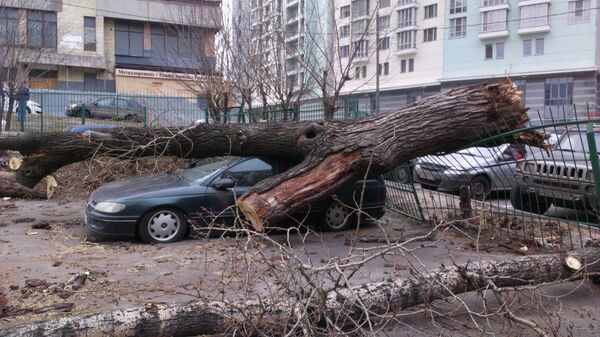 Дерево упавшее на машину в результате штормового ветра в московском районе Сокольники