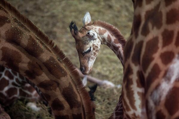 Молодой жираф стоит среди взрослых особей в зоопарке в Парижа