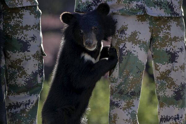 Медвежонок во время выпуска животных в заповеднике Куньмин