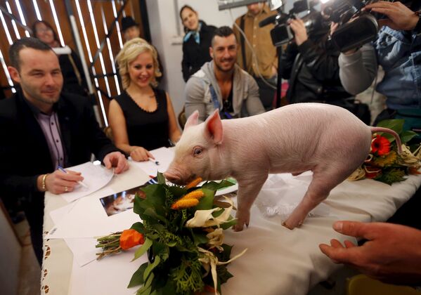 Жюри во время конкурса красоты для свиней на ферме в Хаймаше