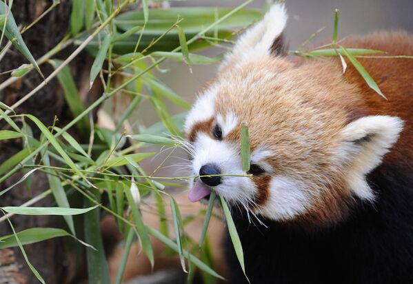 Красная панда ест бамбук в парке животных парка Сент-Круа