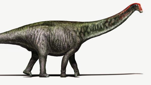 Бронтозавр в том виде, в котором его сегодня видят ученые