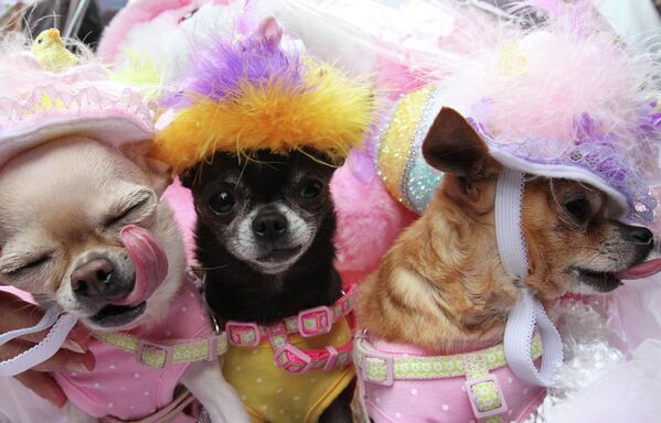 Собаки породы чихуахуа на параде пол случаю Пасхи в Нью-Йорке