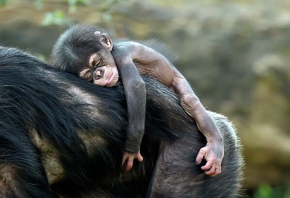Детеныш шимпанзе в зоопарке Гельзенкирхена, Германия