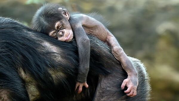Детеныш шимпанзе в зоопарке Гельзенкирхене, Германия