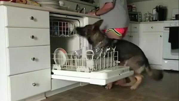 Помощник на кухне: пес загружает посудомоечную машину