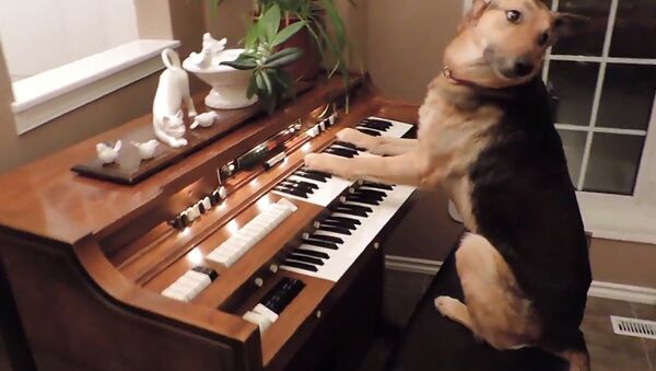 Пес-пианист