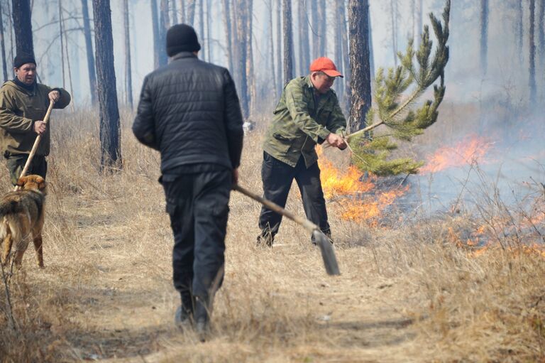 Добровольцы тушат лесной пожар в селе Смоленка и в дачном поселке Добротный Читинского района