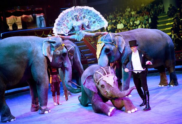 Артисты в номере со слонами во время юбилейного представления в честь 95-летия Российского государственного цирка в Цирке Никулина