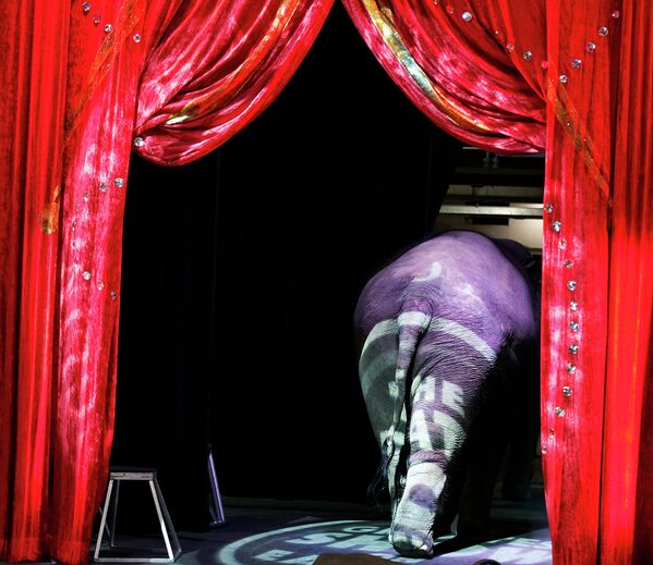 Слон уходит со сцены в цирке Вашингтона. 2015 год