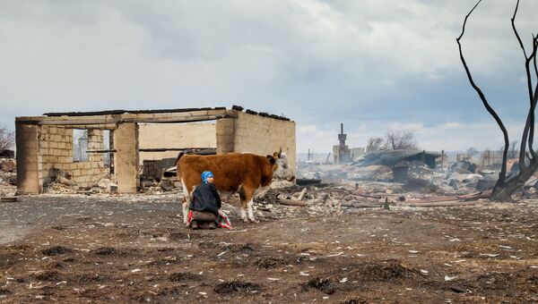 Женщина доит корову на сгоревшей улице деревни Новокурск Республики Хакасия. Архивное фото