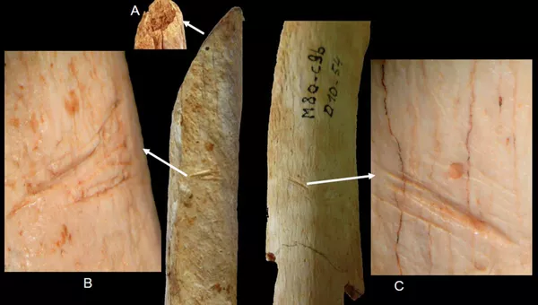Кости со следами повреждений, которые могут быть свидетельством существования каннибализма среди неандертальцев
