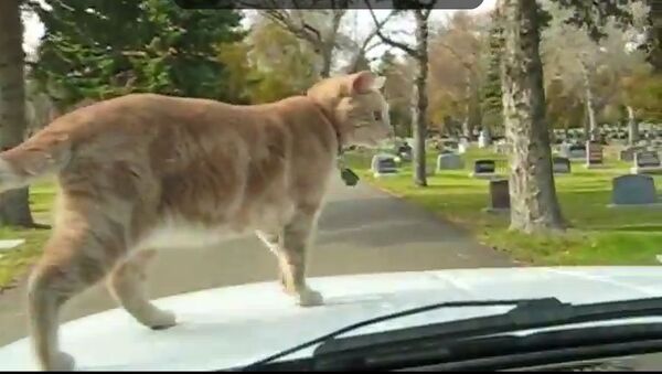 Кот-экстремал  гуляет по движущейся машине