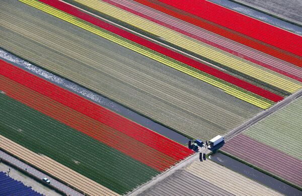 Вид с воздуха на цветочные поля в Кёкенхоф - королевском парке цветов в городке Лиссе, Нидерланды