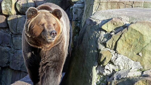 Медведь Фима в Калининградском зоопарке