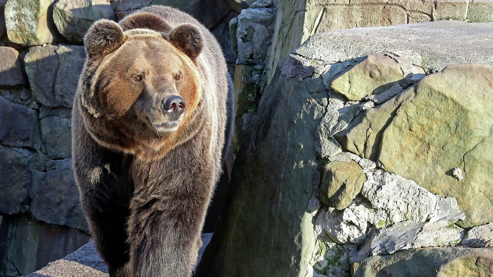 Медведь Фима в Калининградском зоопарке - РИА Новости, 1920, 28.02.2023