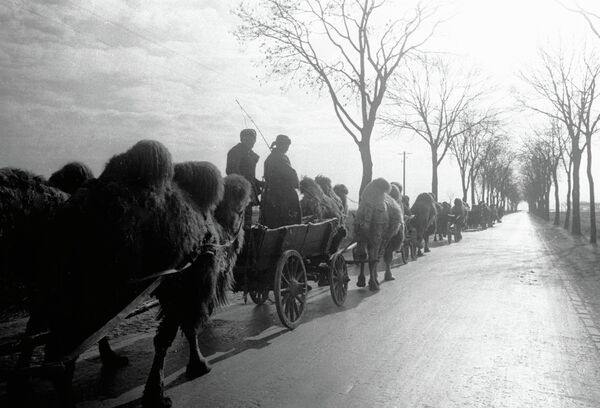 Колонна с верблюдами на подступах к Берлину