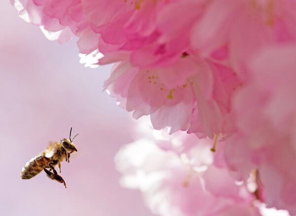 Пчела возле цветов миндального дерева, Германия