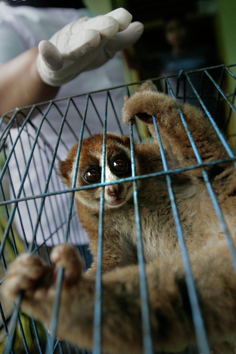 Карликовый лори, конфискованный в рамках кампании по остановке торговли дикими животными