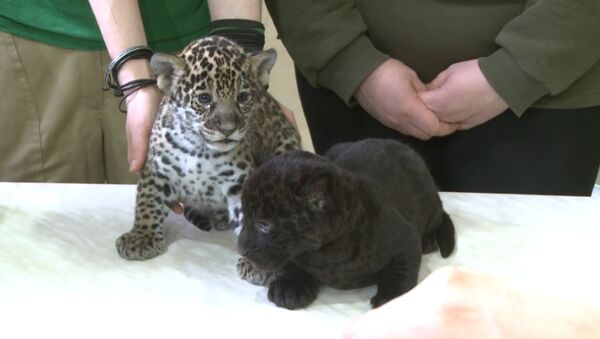 Двоих разномастных детенышей ягуара впервые показали посетителям зоопарка