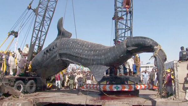 Выловленную рыбаками гигантскую китовую акулу вытаскивали из воды кранами.