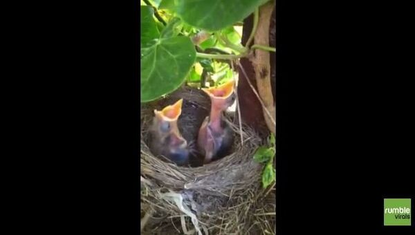 Голодные птенцы ждут маму