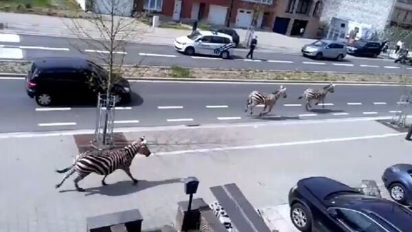 Переполох в Брюсселе – зебры мчатся по улицам города