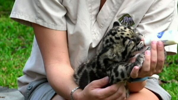 Новорожденный леопард Маугли впервые пил молоко перед публикой в зоопарке