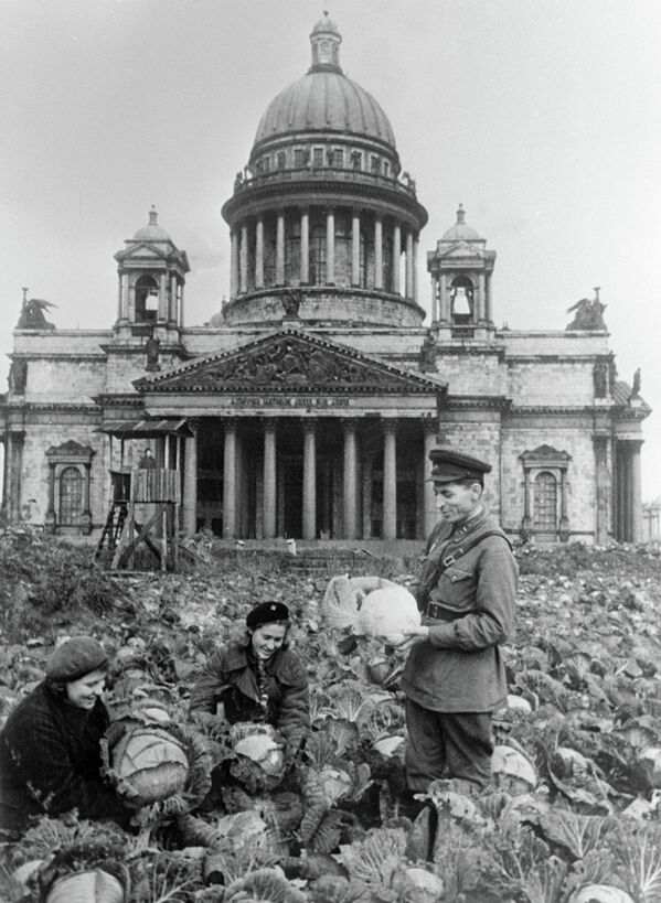 Двое советских воинов и жительница блокадного Ленинграда убирают урожай капусты на огороде у Исаакиевского собора