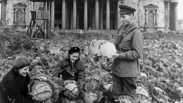Двое советских воинов и жительница блокадного Ленинграда убирают урожай капусты на огороде у Исаакиевского собора