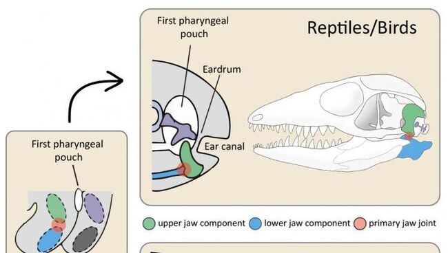 Сверху представлена схема органов слуха у рептилий, снизу – у млекопитающих на примере человека Сверху представлена схема органов слуха у рептилий, снизу – у млекопитающих на примере человека