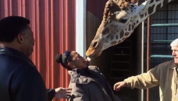 Внезапный поцелуй с жирафом