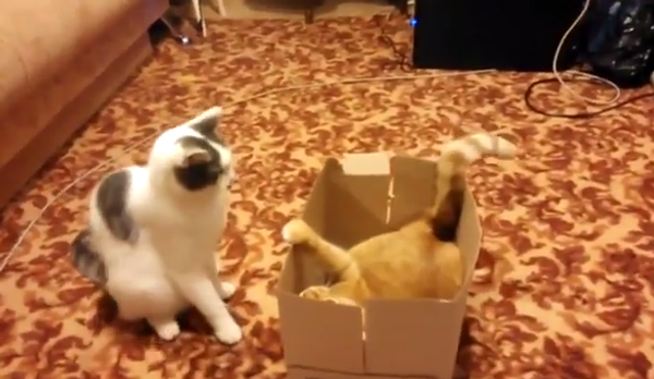Битва за коробку, или Как квартирный вопрос испортил котов