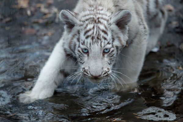 Детеныш бенгальского тигра в Новосибирском зоопарке